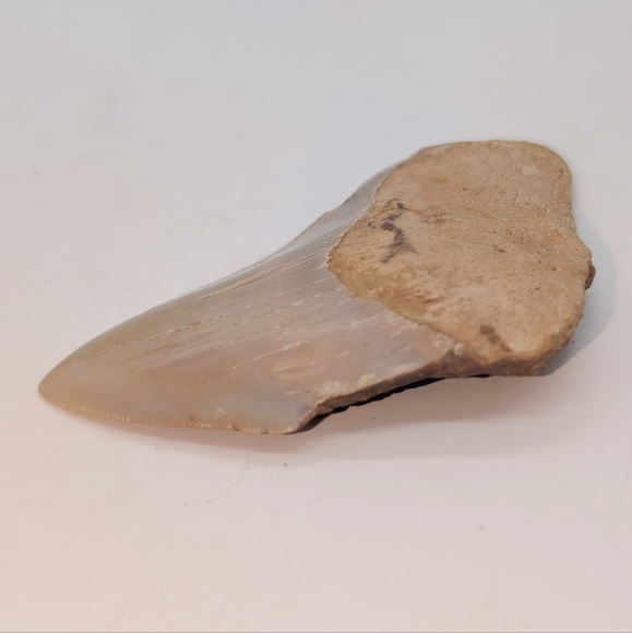 Real Otodus Megalodon Fossilized Shark Tooth 3.25 - Picture 4 of 11